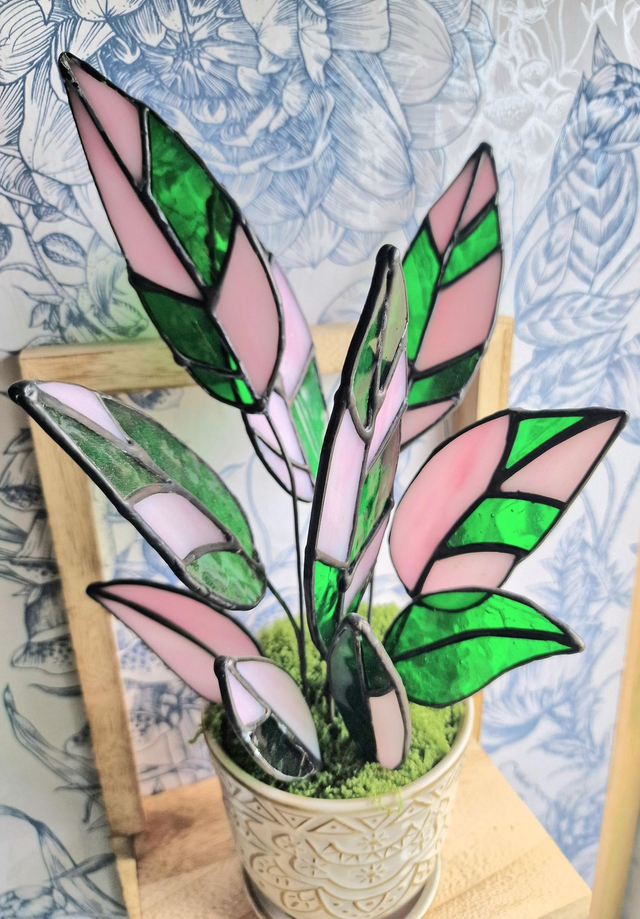 Stromanthe Princess Triostar Plant