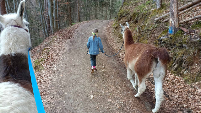 Lama to go - 1 bis 5 Personen