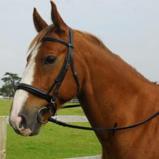 Heritage Saddlery English Leather Comfort Cavesson Bridle