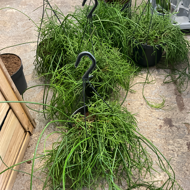 Rhipsalis Ba Oasis