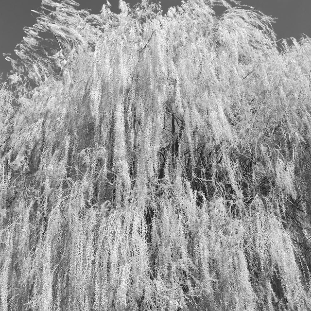 La cour des grands 5