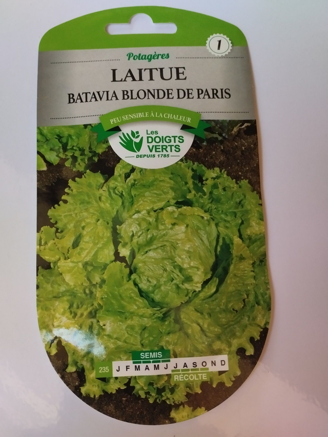 Laitue Batavia blonde de paris