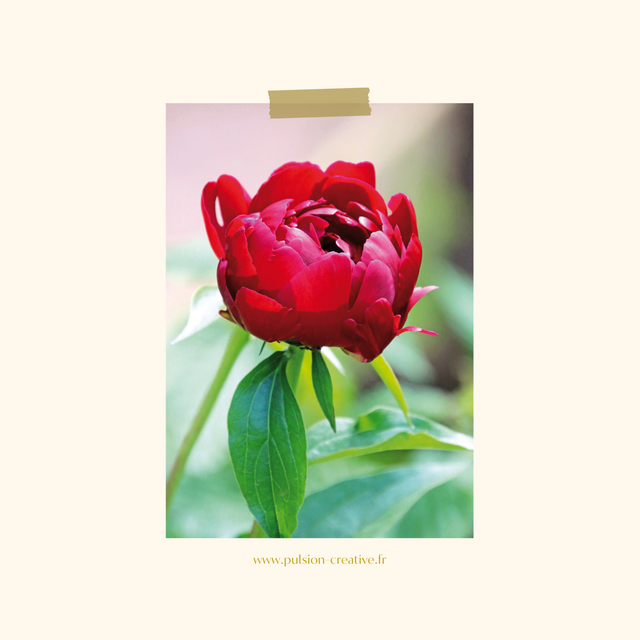 Carte postale photographie #10 Pivoine