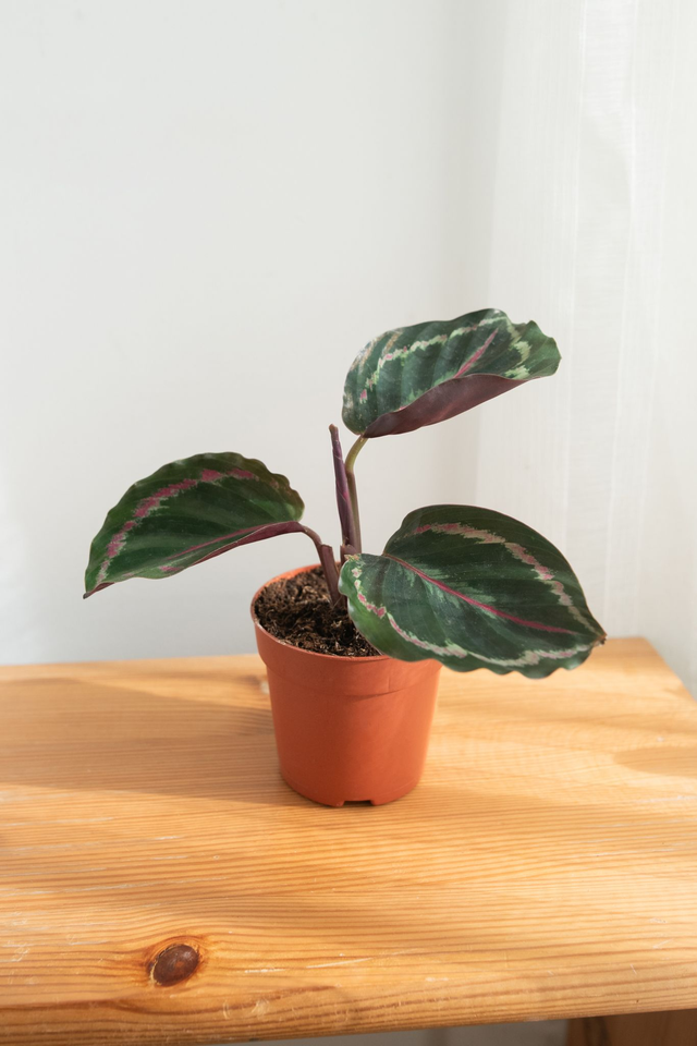 Calathea Médaillon 🌿