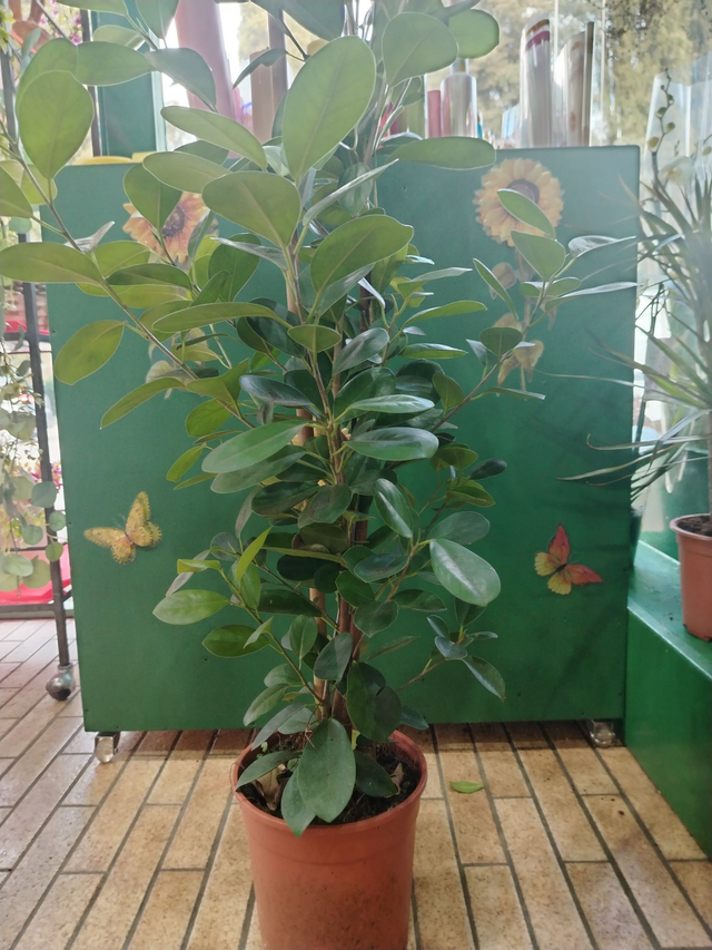 Ficus Elastica