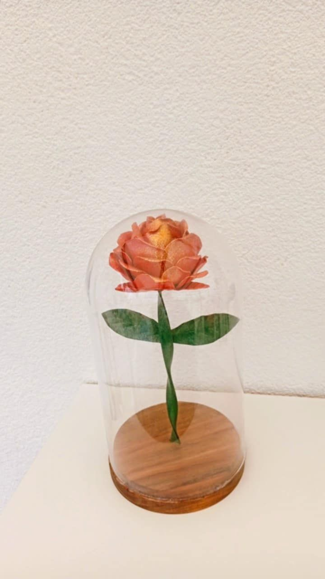 Rose sous cloche