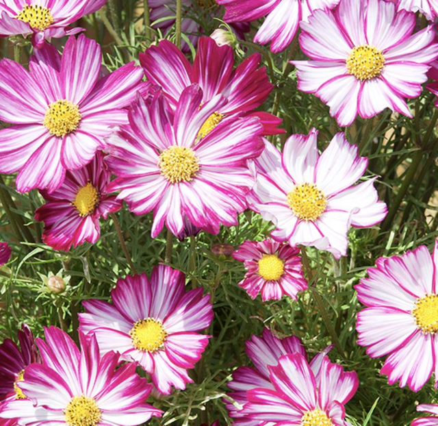Cosmos Dwarf Purple Picotee