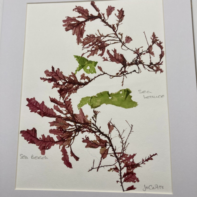 Real Pressed Seaweed 