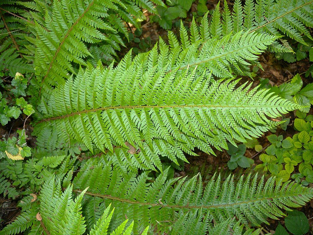 Polystichum aculeatum- Hard Shield Fern 9cm