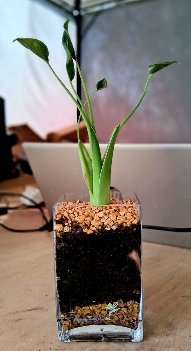 C02 . Alocasia 'Tiny Dancer'