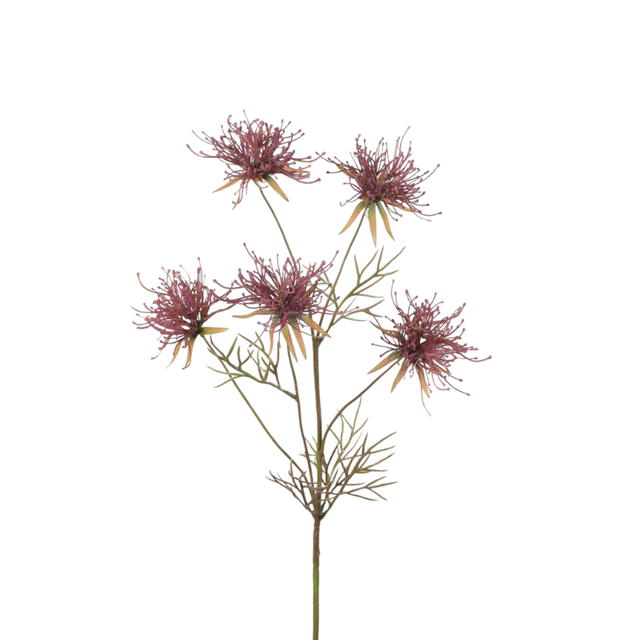 Grevillea spray paars