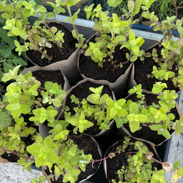 Apple Mint