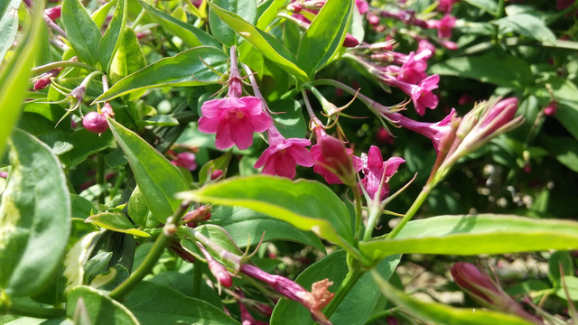 Jasminum beesianum - 1ltr pot