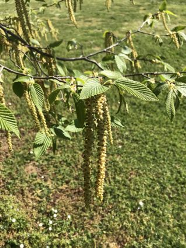 Charme Houblon (Ostrya carpinifolia)