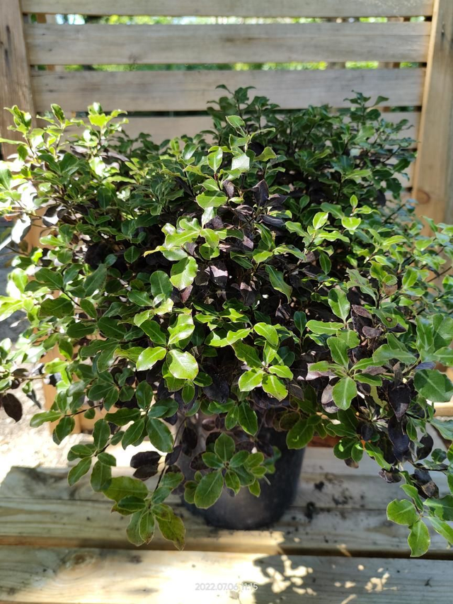 Pittosporum tenuifolium 'Tom Thumb' - C4.5l