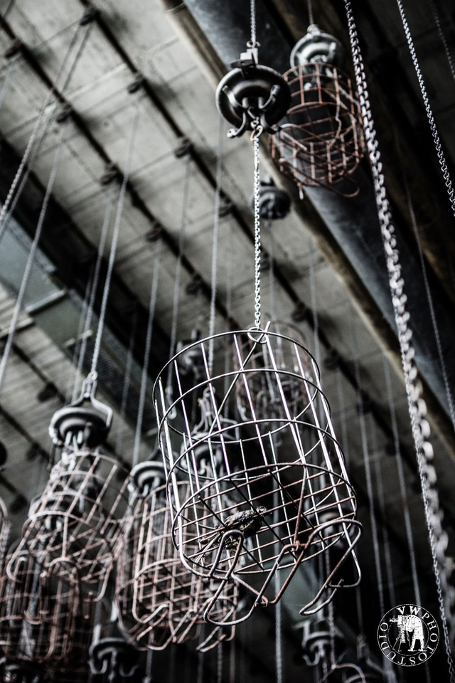 "Les oiseaux se cachent pour mourir" Tirage Fine Art sur Alu-Dibond 30x45cm