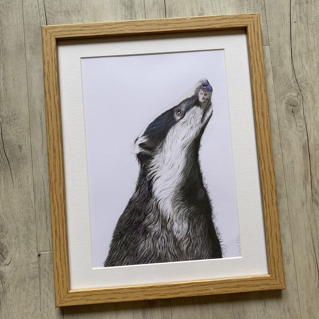 Badger Original Drawing