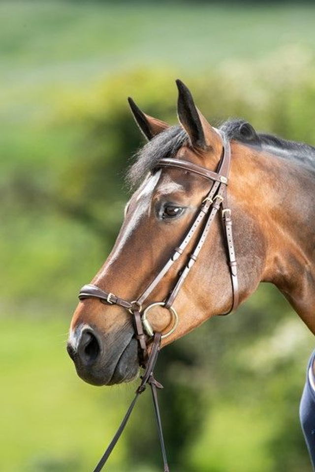 Bridon HFI German muserolle allemande