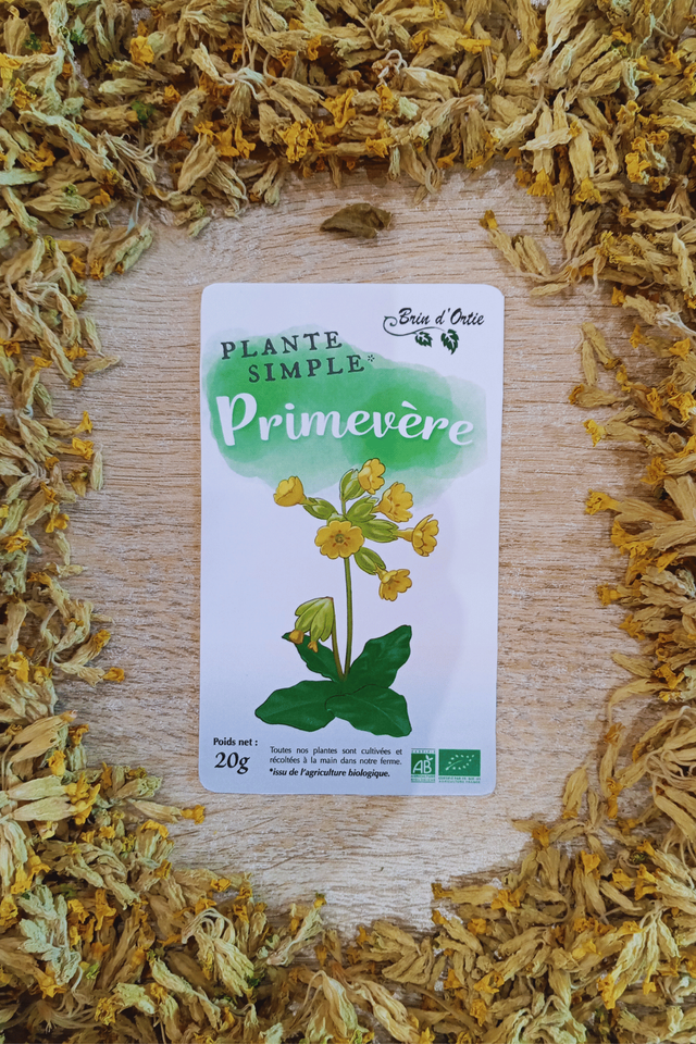 Fleur simple, Primevère