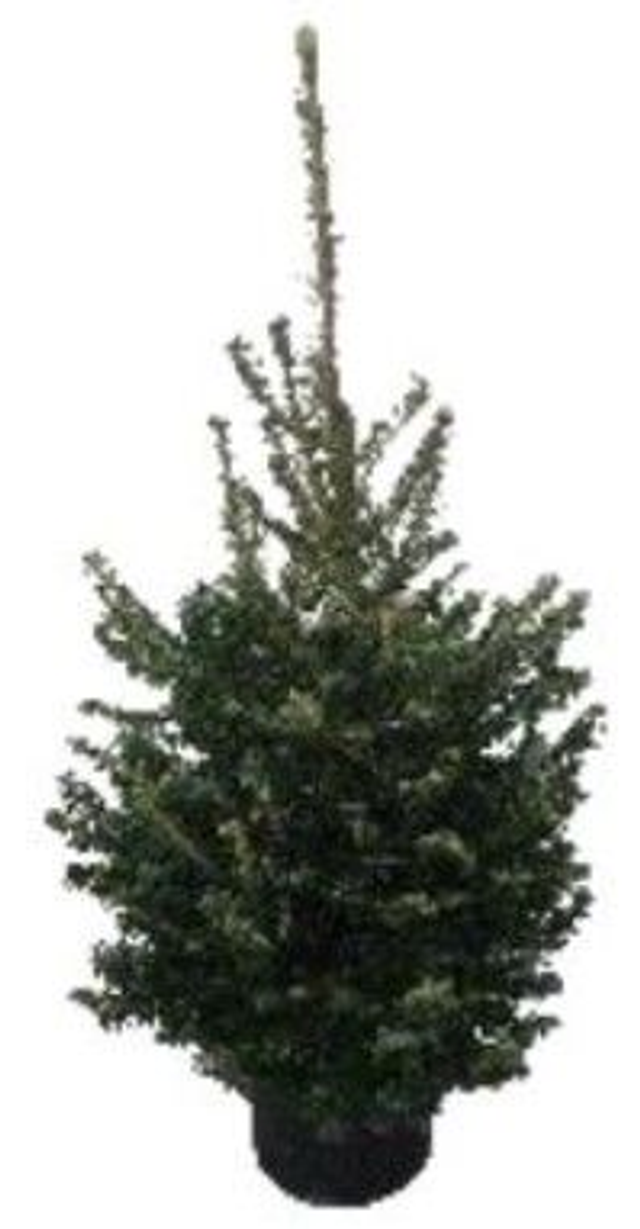 Premium Pot Grown Fraser Fir Christmas Tree