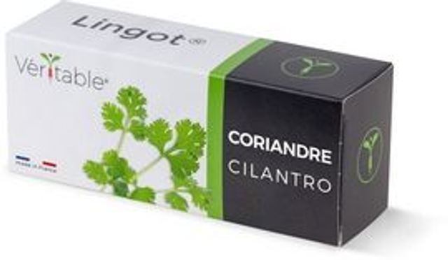 Véritable Lingot Cilantro