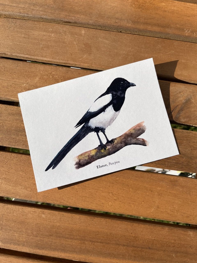 Postkarte Vogel "Elster"