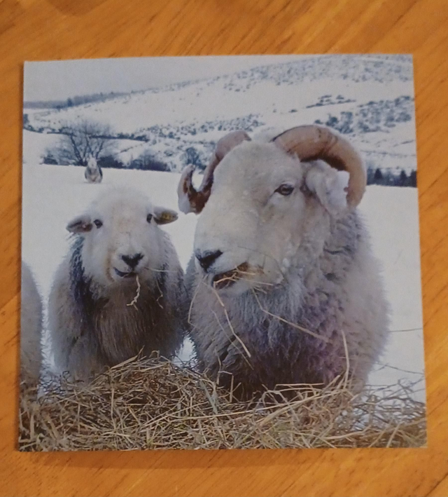 Herdwick couple in winter greetings card