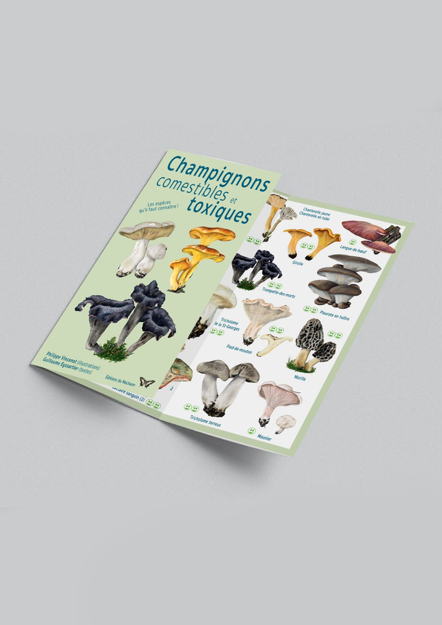 Dépliants trois volets Champignons