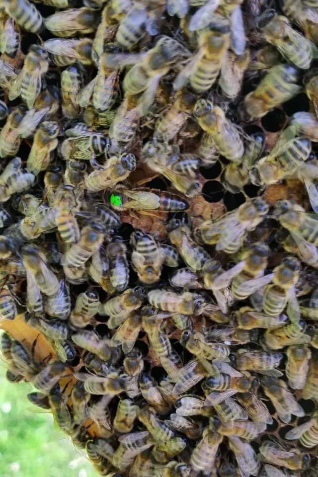 Shropshire Summer Honey (454g/1lb jar)