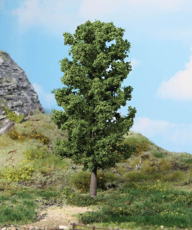 Hêtre 20cm héki 1981