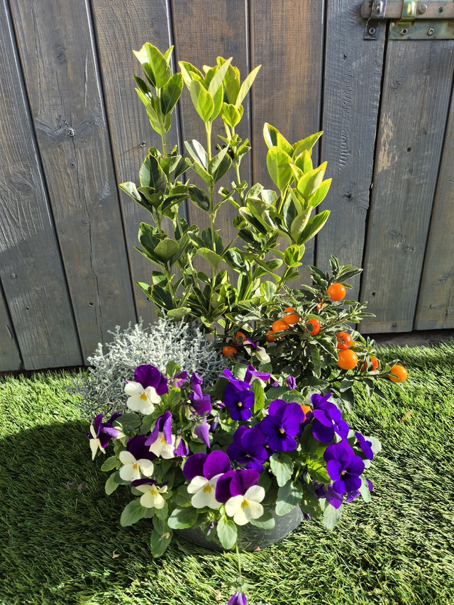 Coupe automne diam 25cm 5 plantes