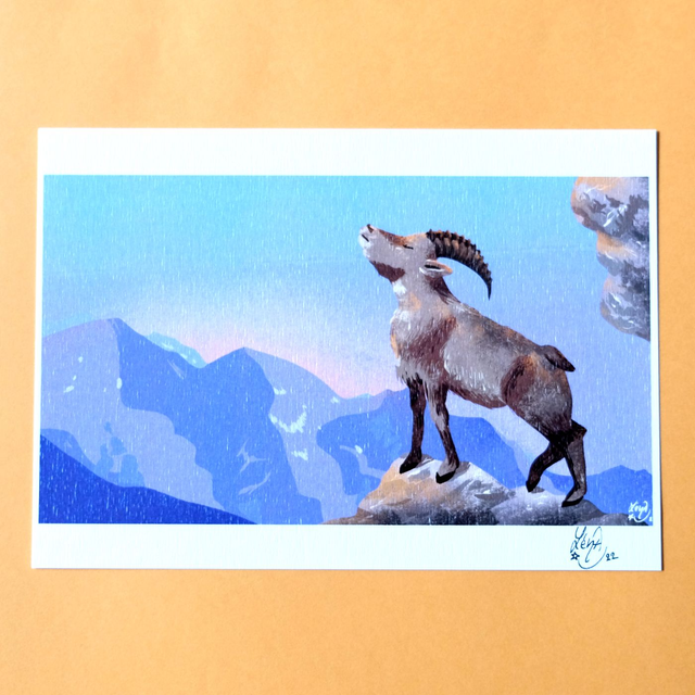 Le bouquetin des Alpes