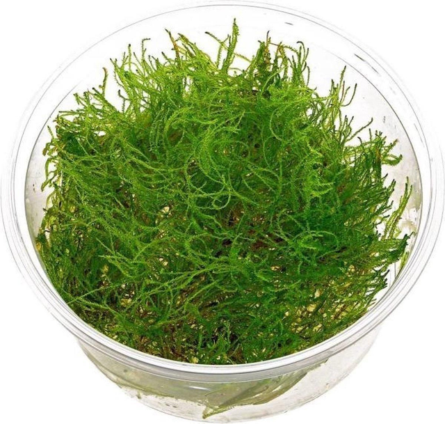 Taxiphyllum alt. Taiwan mos in cup 8946005309415