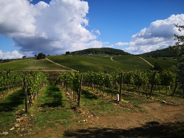 San Gimignano and Siena Tours 9 hours pick-up drop-off Florence city Mercedes and private driver English speacking - CHOOSE YOUR MERCEDES CLASS