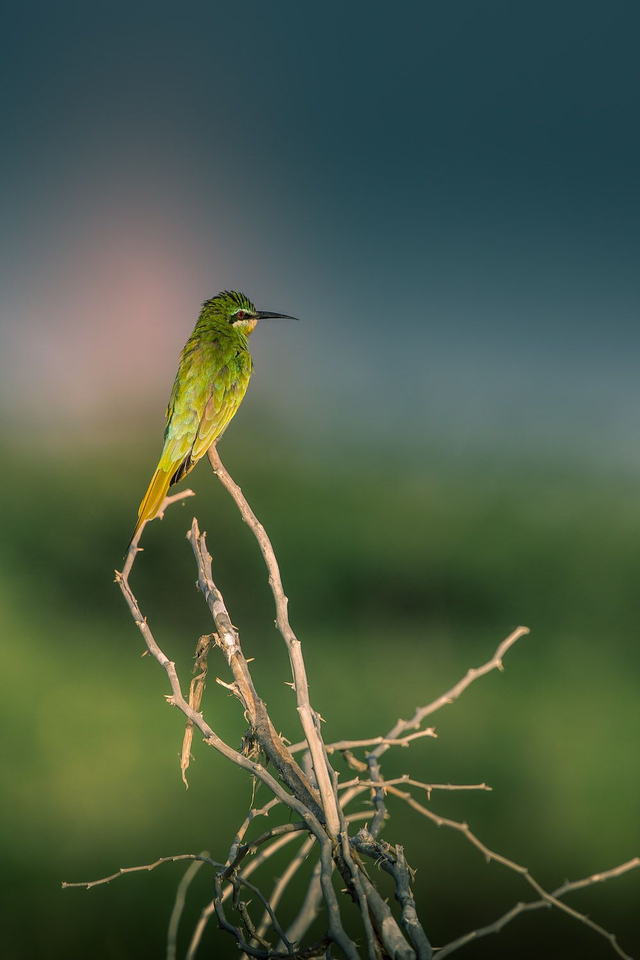 Tirage d'art : Perse