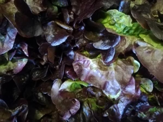 Salat Eichblatt Rot 9 St.