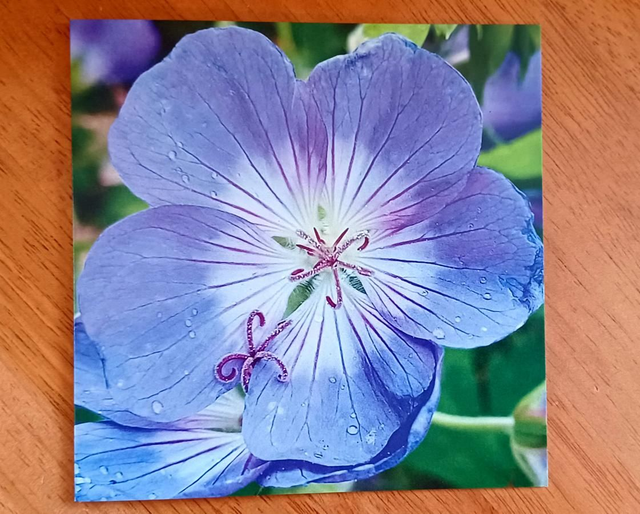 Geranium rozanne