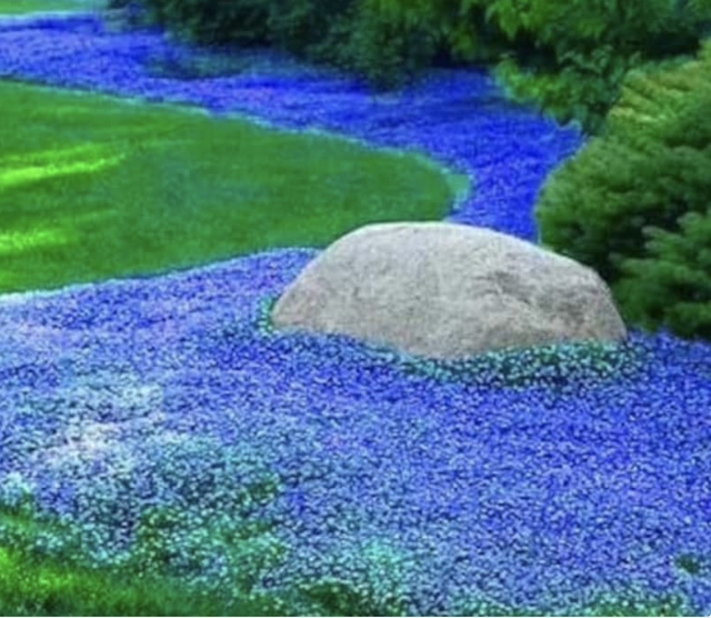 Le Kit à Planter 🌱 Des graines prêtes à planter pour les mains vertes et celles en devenir...