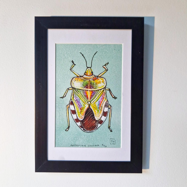 "Antheminia Lunulata"