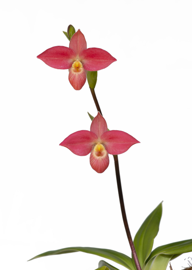 Golden Radiance Essence