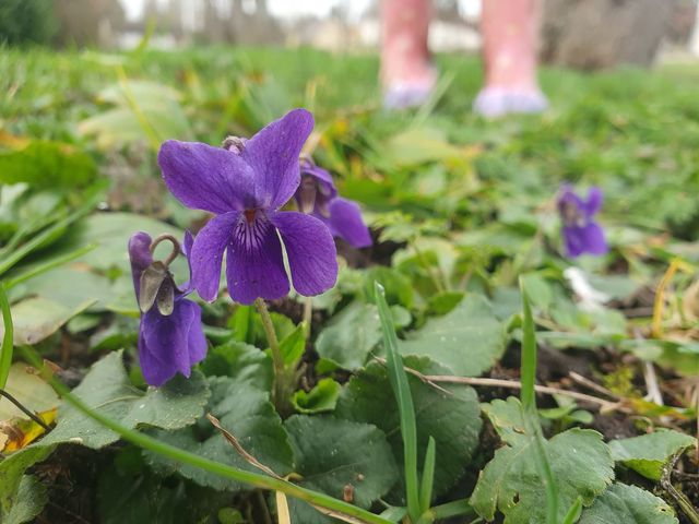 Violette odorante (Viola odorata)