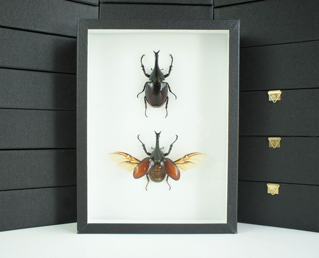 Xylotrupes gideon (duo)