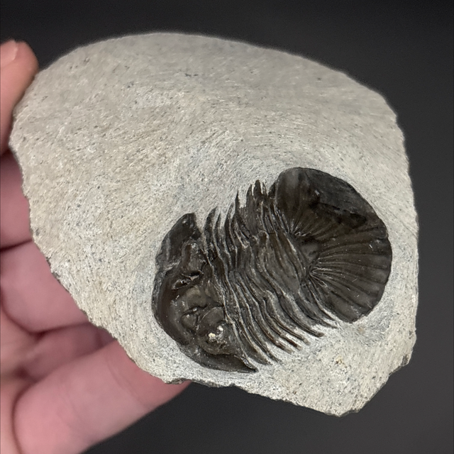 Scutellum Trilobite 
