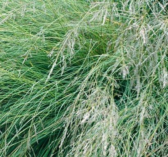  Love Grass Ornamental grass