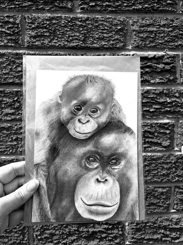 Orangutan Greetings Card