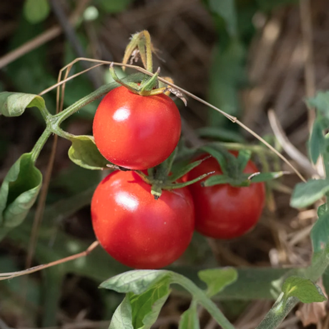 Tomate ronde rouge Merveille des marchés