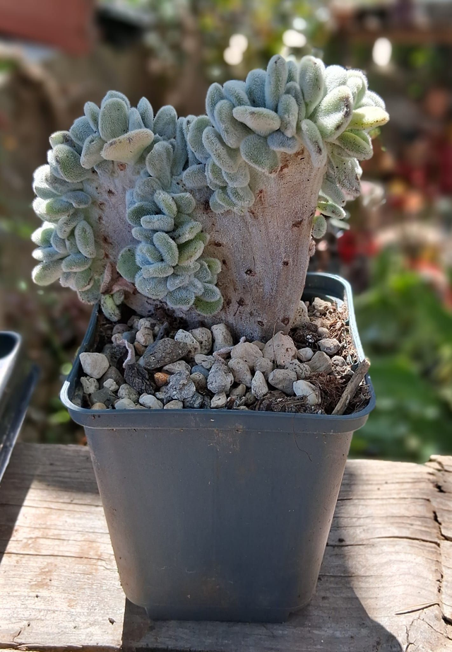 D56 . Echeveria Frosty crestata
