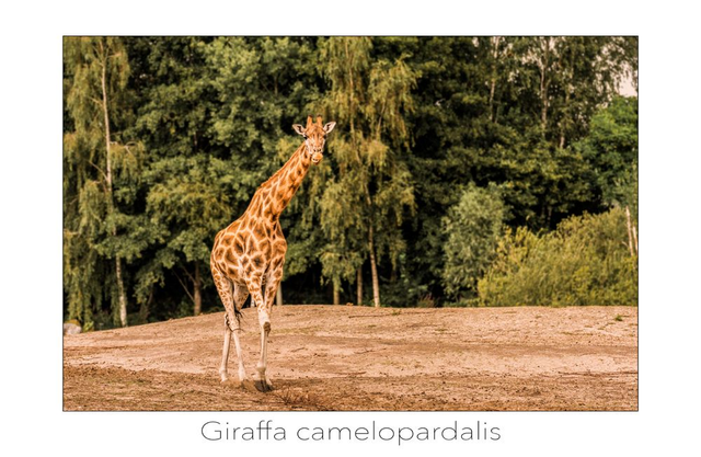 Fotokunstkaart Giraffa camelopardalis
