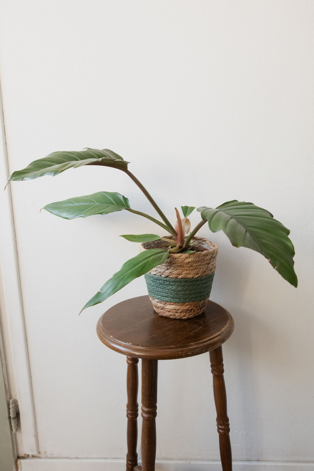 Pot tressé beige & vert 🧩 Mix & Match