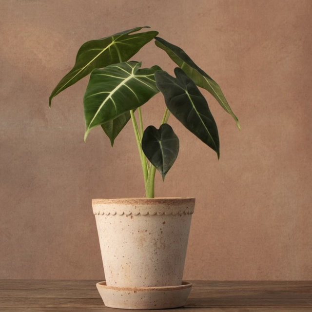 Alocasia Frydek (store collection only at checkout)